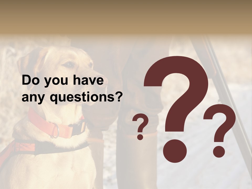 Animals Hunting Cold Weather Labrador PowerPoint Template