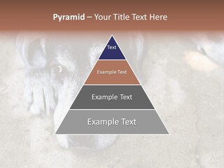 Black Down Indoors PowerPoint Template