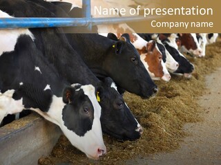 Stall Agricultural Herd PowerPoint Template