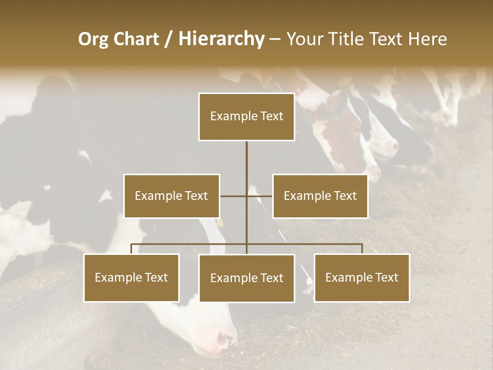 Stall Agricultural Herd PowerPoint Template