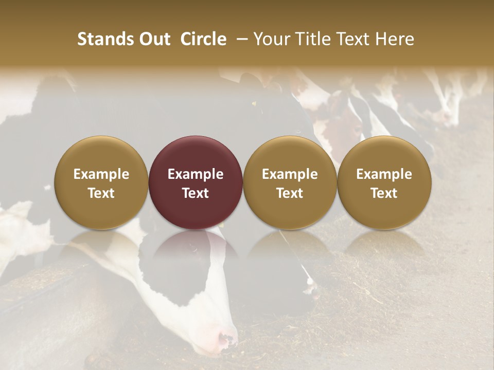 Stall Agricultural Herd PowerPoint Template
