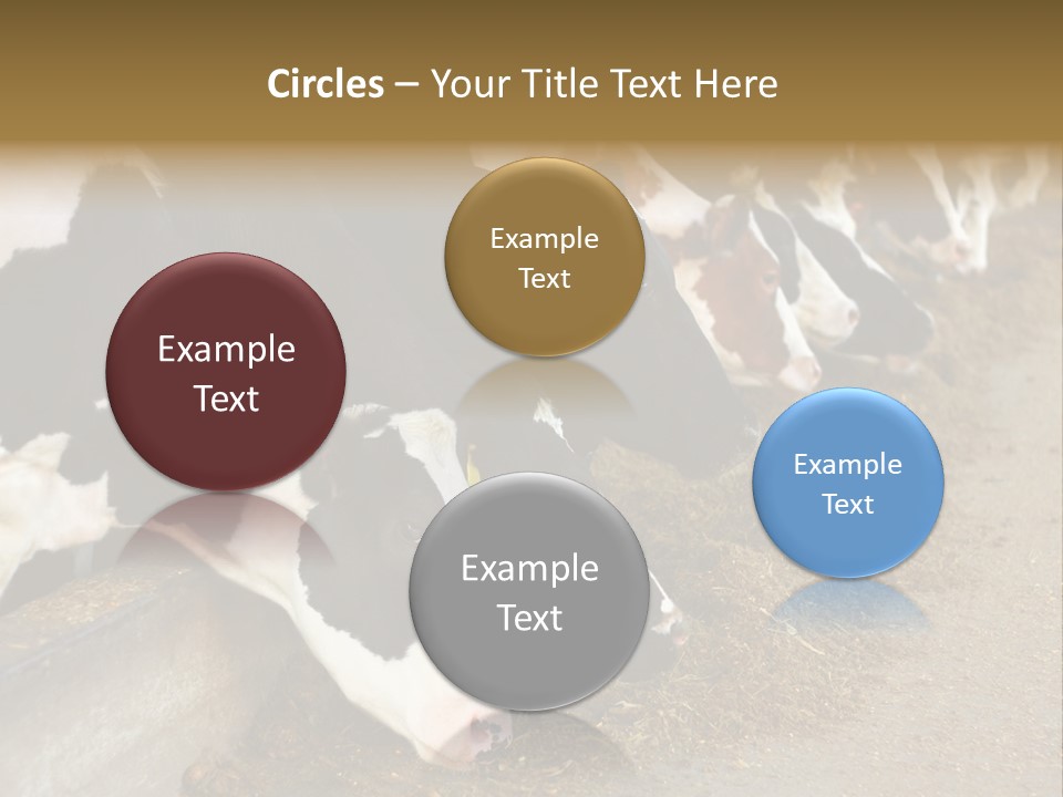 Stall Agricultural Herd PowerPoint Template