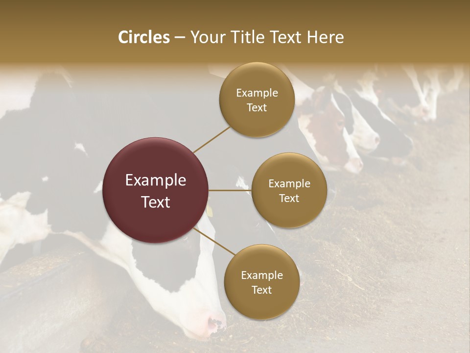 Stall Agricultural Herd PowerPoint Template