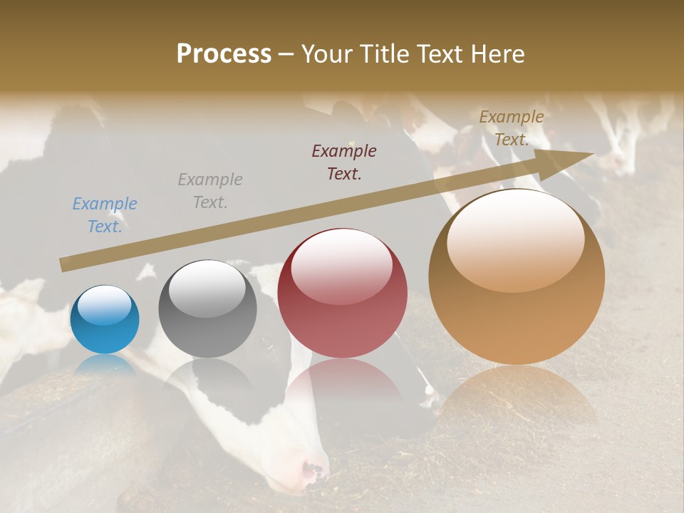 Stall Agricultural Herd PowerPoint Template