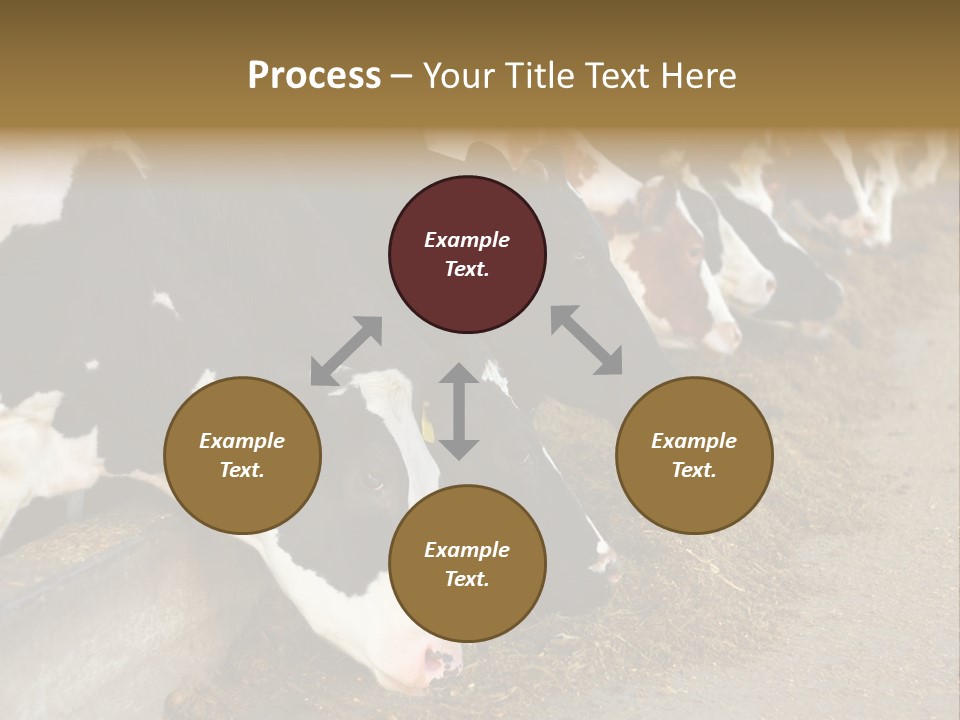 Stall Agricultural Herd PowerPoint Template
