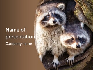 Scared Animal Omnivore PowerPoint Template