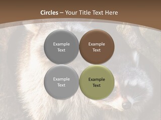 Scared Animal Omnivore PowerPoint Template