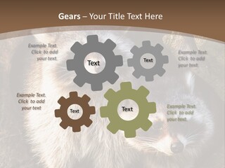 Scared Animal Omnivore PowerPoint Template