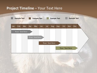 Scared Animal Omnivore PowerPoint Template