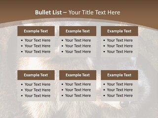 Scared Animal Omnivore PowerPoint Template