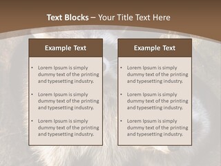 Scared Animal Omnivore PowerPoint Template