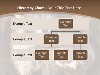 Scared Animal Omnivore PowerPoint Template