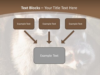 Scared Animal Omnivore PowerPoint Template