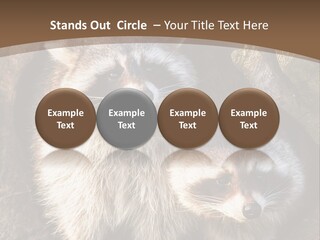 Scared Animal Omnivore PowerPoint Template