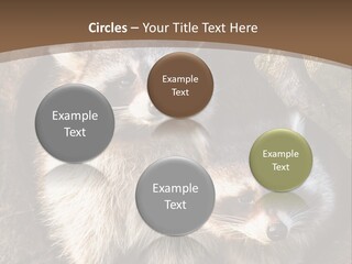 Scared Animal Omnivore PowerPoint Template