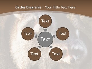 Scared Animal Omnivore PowerPoint Template