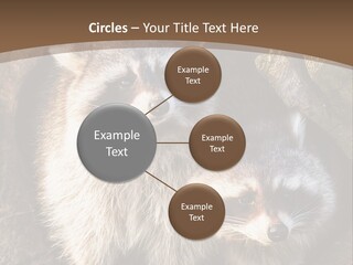 Scared Animal Omnivore PowerPoint Template