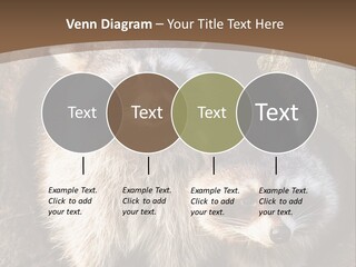 Scared Animal Omnivore PowerPoint Template