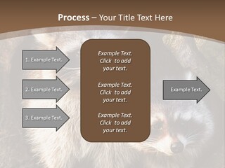 Scared Animal Omnivore PowerPoint Template