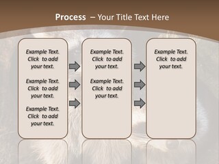 Scared Animal Omnivore PowerPoint Template