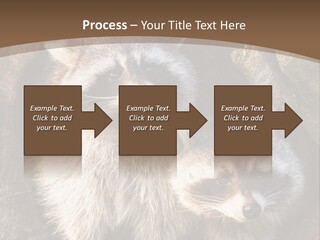 Scared Animal Omnivore PowerPoint Template