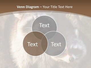 Scared Animal Omnivore PowerPoint Template