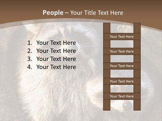 Scared Animal Omnivore PowerPoint Template