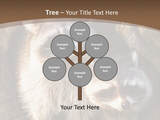 Scared Animal Omnivore PowerPoint Template