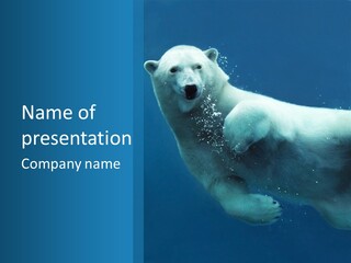 Swim Bear Fauna PowerPoint Template