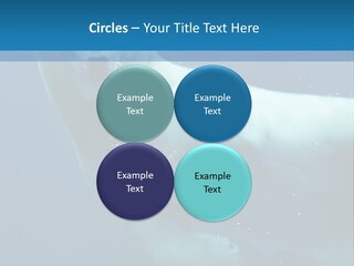 Swim Bear Fauna PowerPoint Template