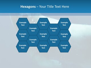 Swim Bear Fauna PowerPoint Template