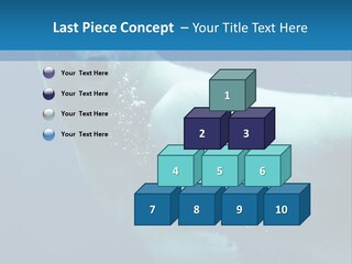 Swim Bear Fauna PowerPoint Template