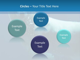 Swim Bear Fauna PowerPoint Template