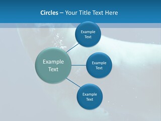 Swim Bear Fauna PowerPoint Template