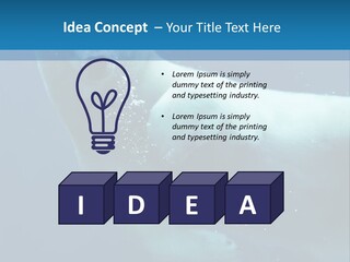 Swim Bear Fauna PowerPoint Template
