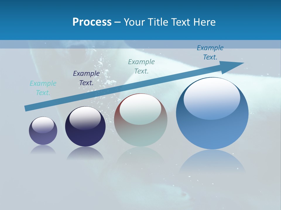 Swim Bear Fauna PowerPoint Template