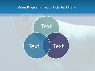 Swim Bear Fauna PowerPoint Template