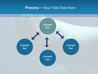 Swim Bear Fauna PowerPoint Template