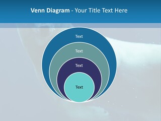 Swim Bear Fauna PowerPoint Template