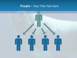 Swim Bear Fauna PowerPoint Template