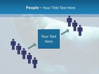 Swim Bear Fauna PowerPoint Template
