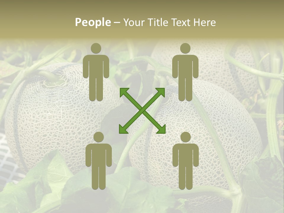 Souvenir Summer Harvest PowerPoint Template