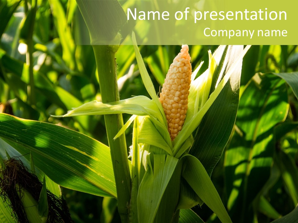 Country Food Outdoor PowerPoint Template