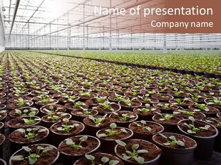 Conservatory Controlled Dutch PowerPoint Template