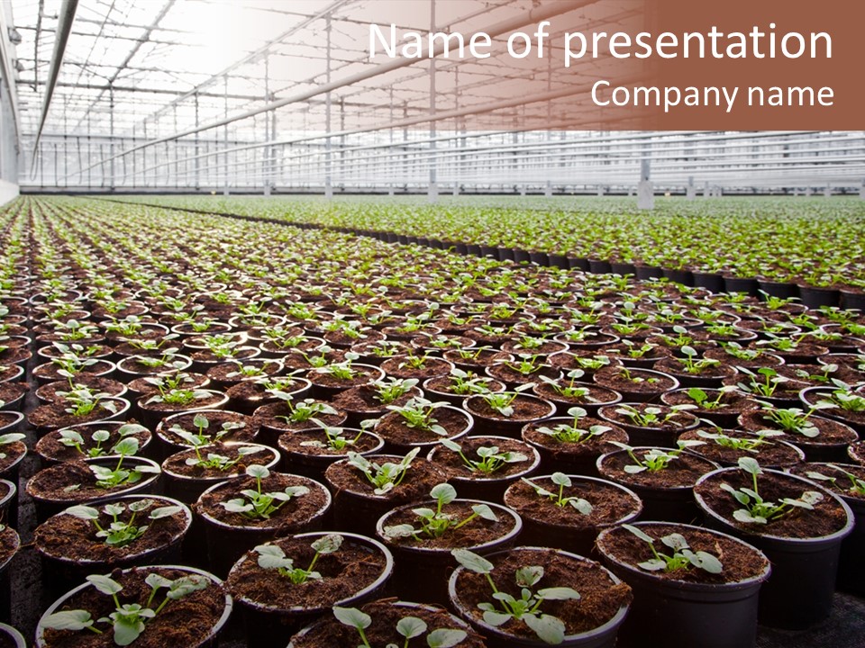 Conservatory Controlled Dutch PowerPoint Template