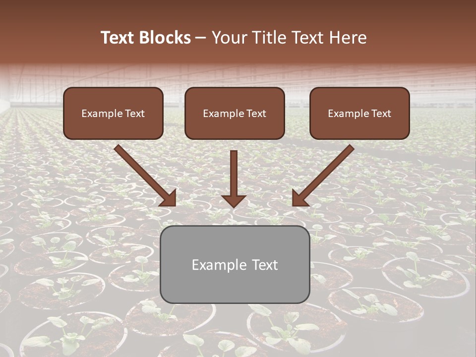 Conservatory Controlled Dutch PowerPoint Template