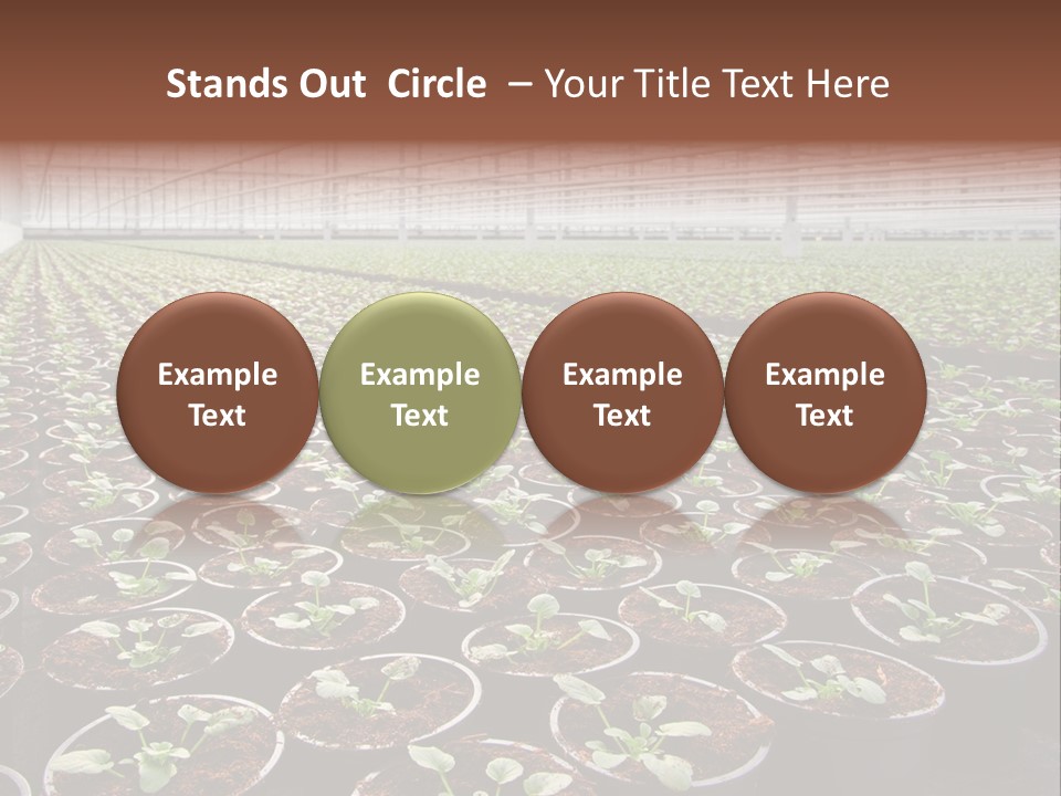 Conservatory Controlled Dutch PowerPoint Template