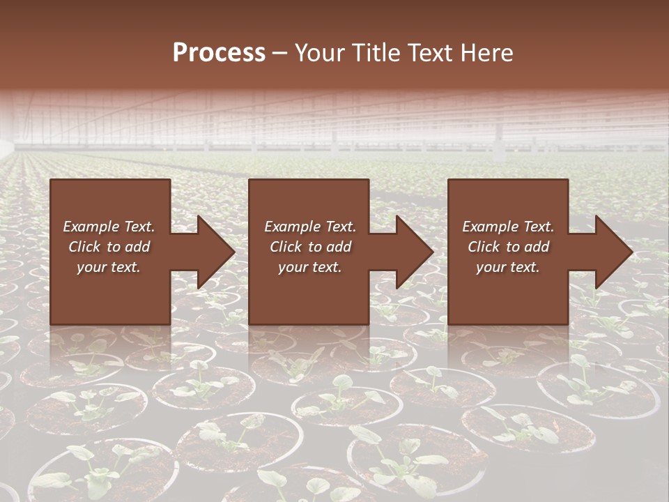 Conservatory Controlled Dutch PowerPoint Template