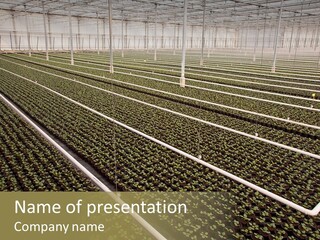 A Large Greenhouse Filled With Lots Of Plants PowerPoint Template