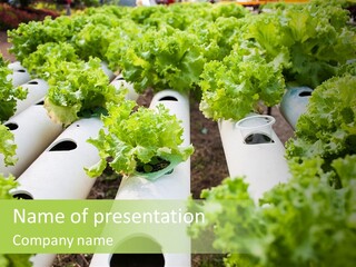 Growing Highland Cultivated PowerPoint Template